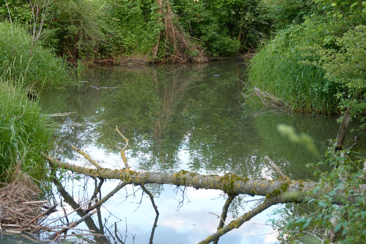 Vom Biber aufgestauter Bach