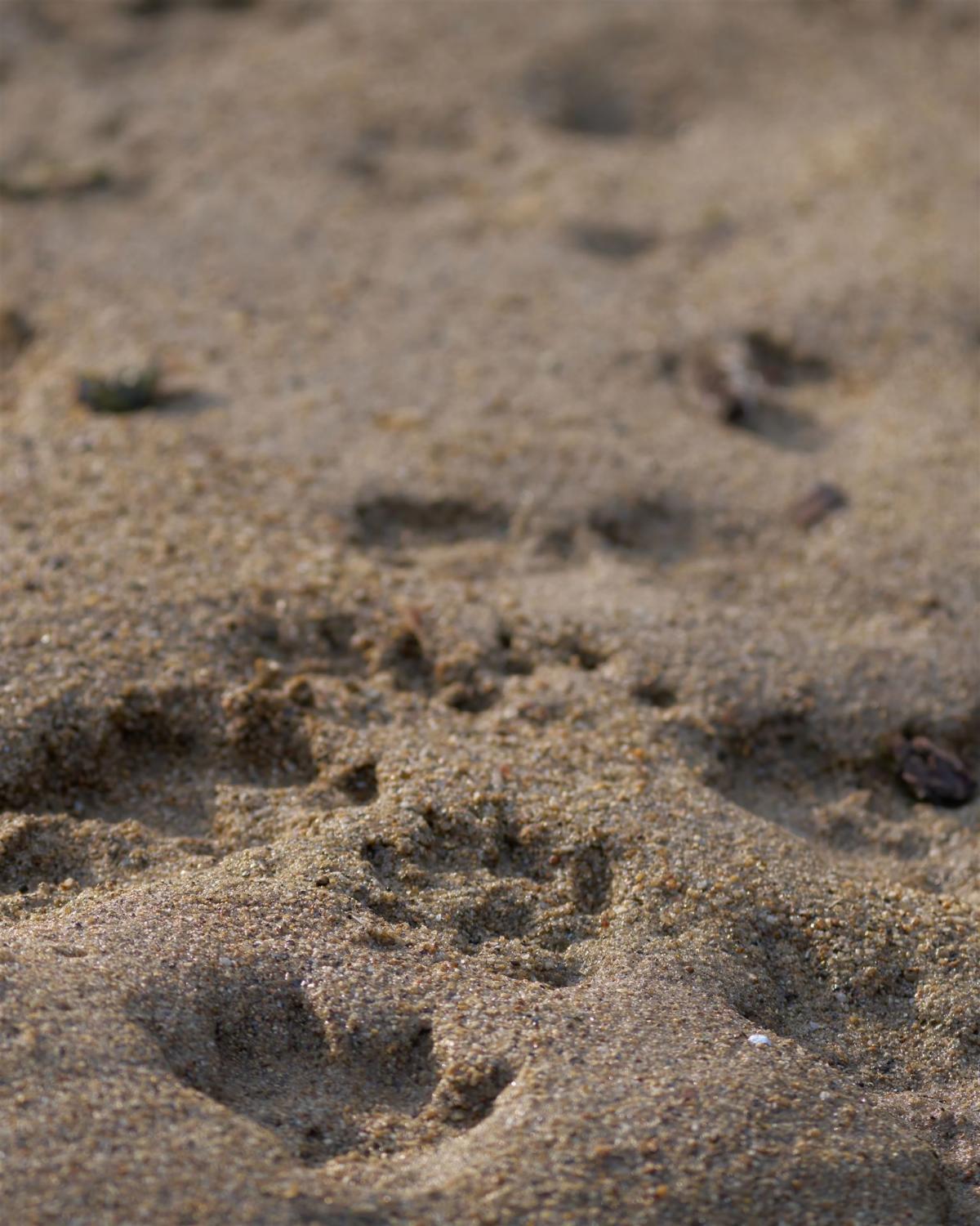 Trittsiegel eines Fischotters im Sand