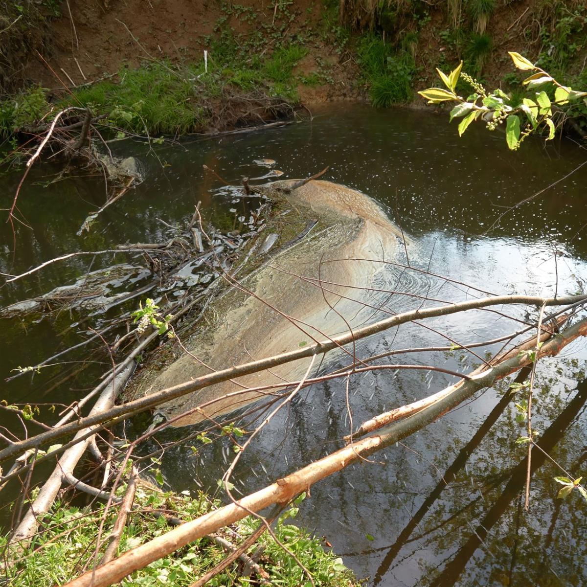 Schwimmender Schaum im Bach